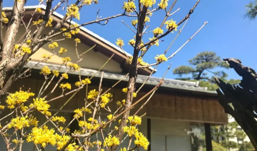 壺中庵に咲く山茱萸の花