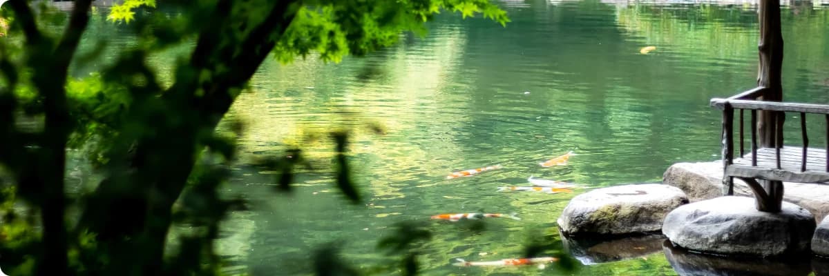 八芳園の日本庭園の池と鯉