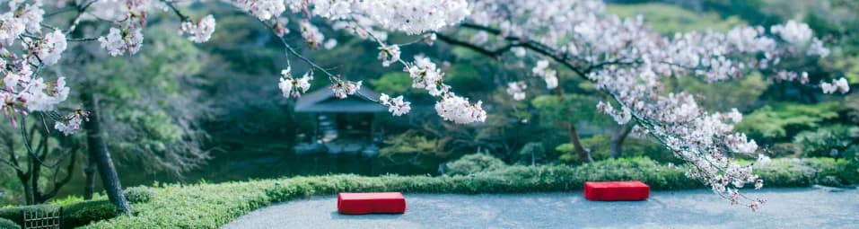 八芳園の日本庭園と満開の春