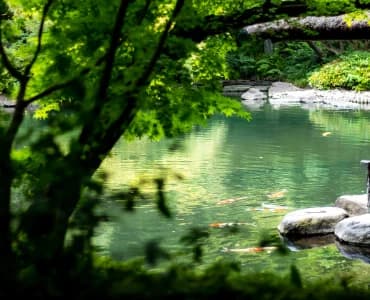 初夏の八芳園の日本庭園と池の鯉