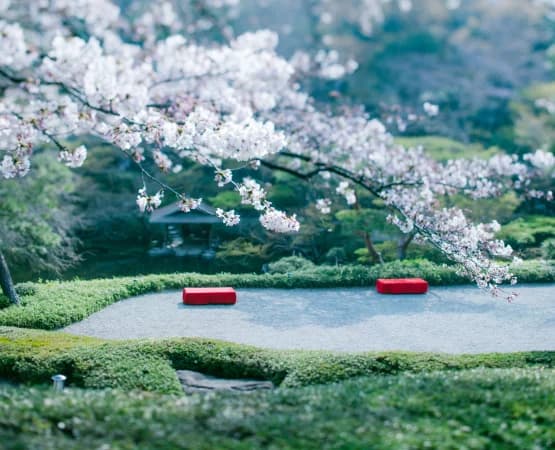 八芳園の春の日本庭園